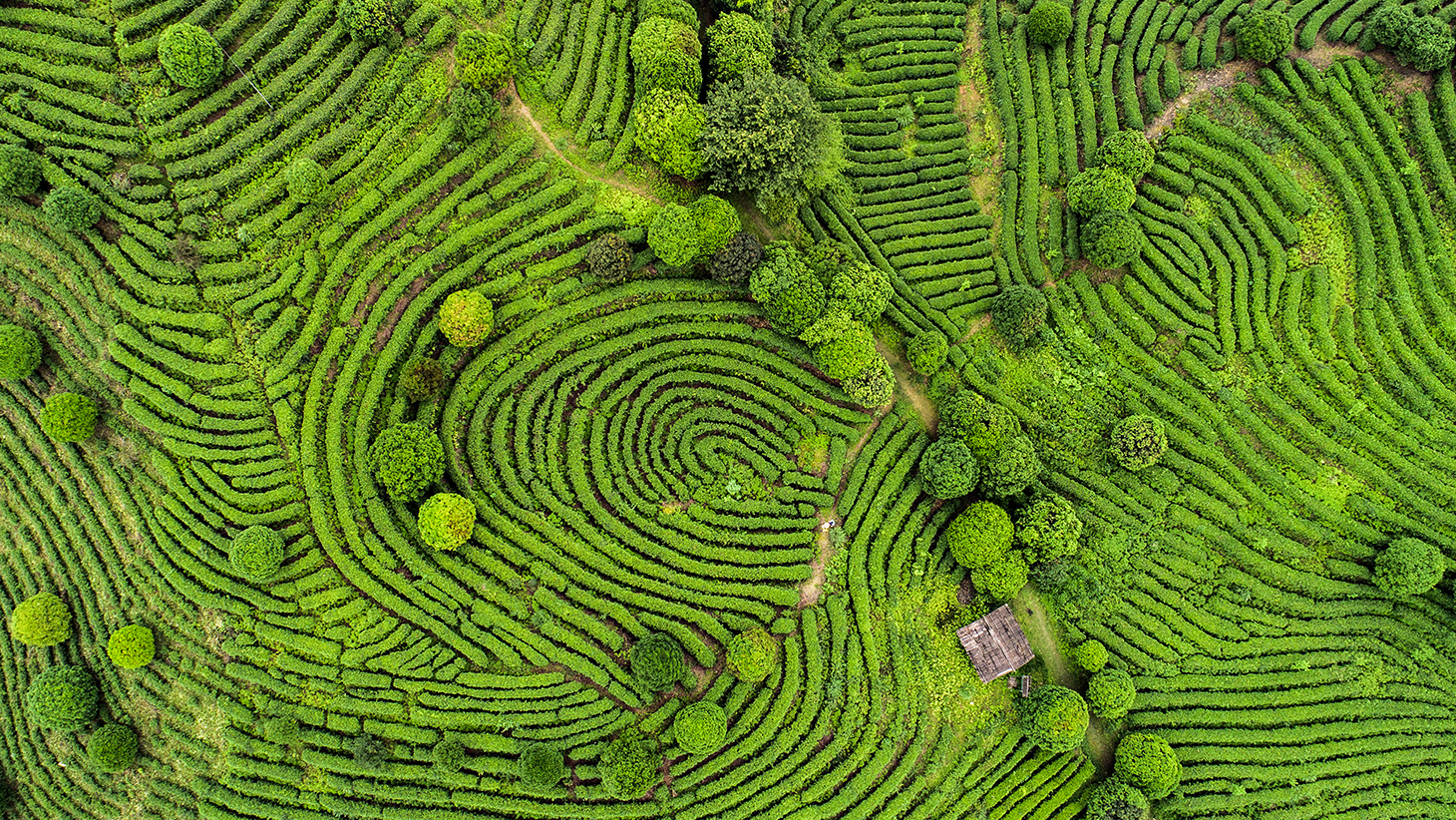 Green fields